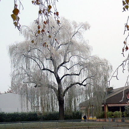 saule décembre 2013