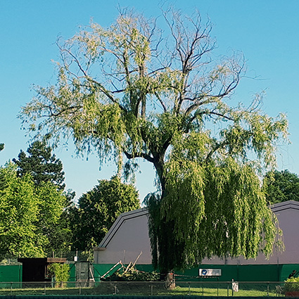 saule juin 2019