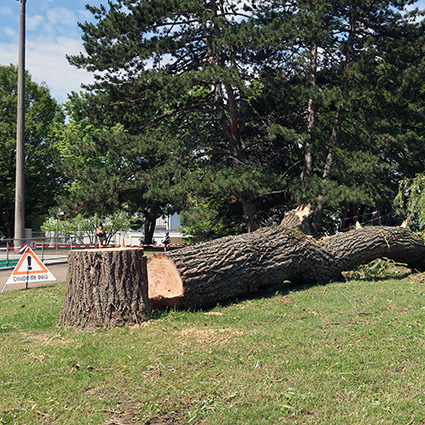 saule juin 2019