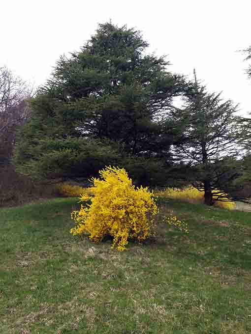 Arboretum buisson jaune