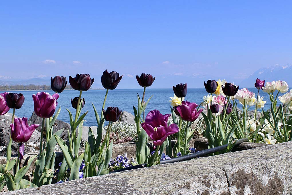 tulipes de Colette