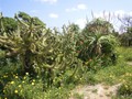 095_selinonte_23_cactus.jpg