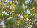 110_selinonte_29_citrons.jpg