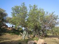 143_vallee_temples_05_amandiers_agave.jpg