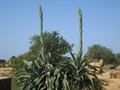 192_vallee_temples_36_agaves.jpg