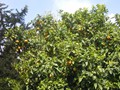 230_villa_romana_del_casal_06_mandarines.jpg