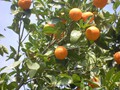 231_villa_romana_del_casal_07_mandarines.jpg