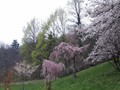 20190411_arboretum_103.jpg