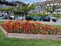 20190419_03_morges_tulipes.jpg