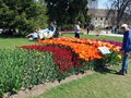 20190419_08_morges_tulipes.jpg