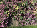 20190419_10_morges_tulipes.jpg