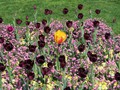 20190419_12_morges_tulipes.jpg