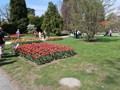 20190419_15_morges_tulipes.jpg