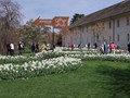 20190419_16_morges_tulipes.jpg