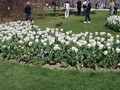 20190419_17_morges_tulipes.jpg