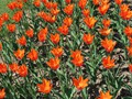 20190419_18_morges_tulipes.jpg