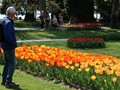 20190419_19_morges_tulipes.jpg