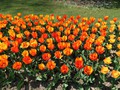 20190419_20_morges_tulipes.jpg