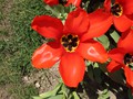 20190419_23_morges_tulipes.jpg