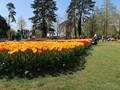 20190419_26_morges_tulipes.jpg