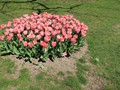 20190419_30_morges_tulipes.jpg