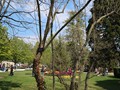 20190419_57_morges_arbres.jpg