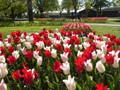 10morges__tulipes_rouges_et_blanches.jpg