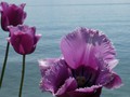 17morges__tulipes_violettes.jpg